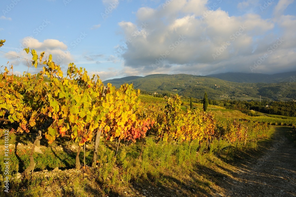 vineyard in chianti, italy.