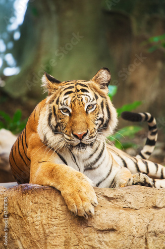 Bengal Tiger in forest show head and leg © visa