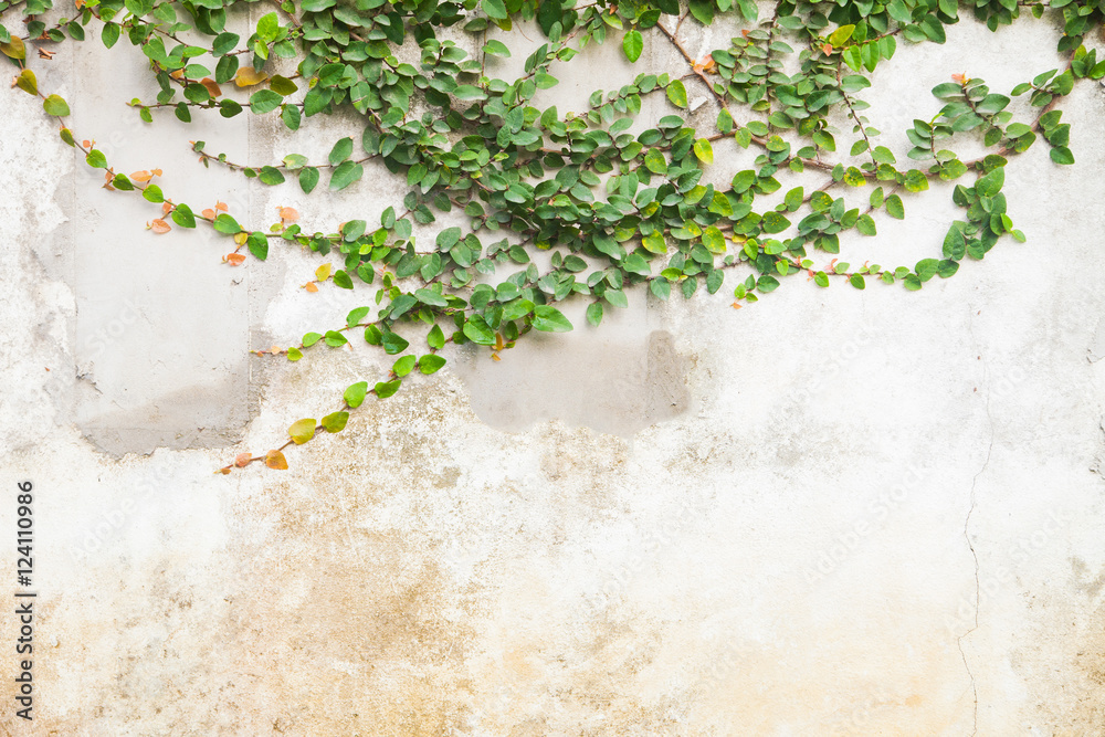 Ivy leaves the island on a brick wall white background. Ivy leaves the island on a brick wall white background.
