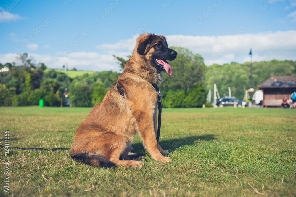 Leonberger puppy on grass in the park