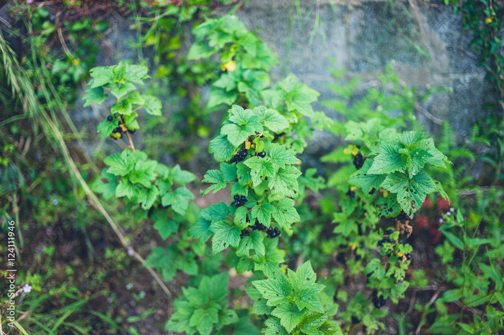 Obraz premium Black currant bush in garden