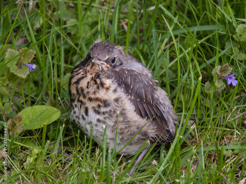 Baby blackbird sitting in grass Baby blackbird sitting in grass