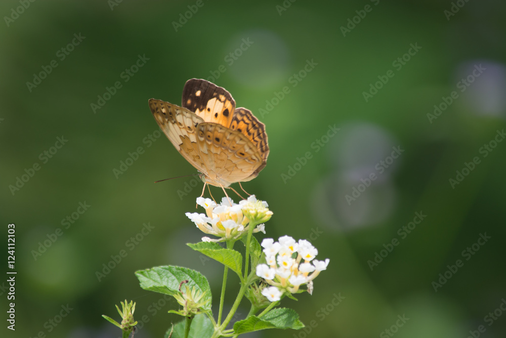 Rustic butterfly, Cupha erymanthis on wild weed flower. Rustic butterfly, Cupha erymanthis on wild weed flower.