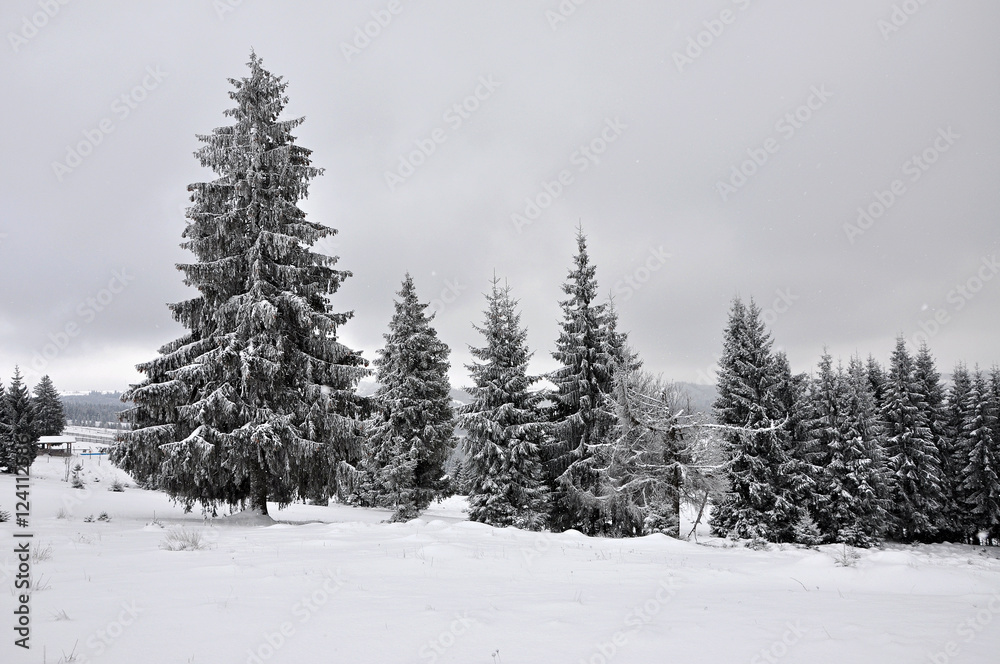 Naklejka premium Fairy winter landscape with fir trees
