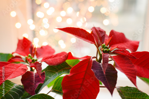 Quadro su tela christmas flower poinsettia indoor on defocused lights background space for text