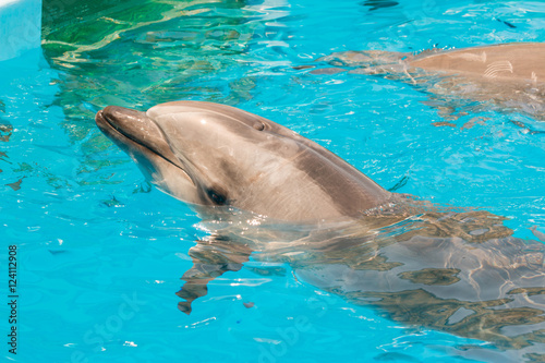 A group of bottlenose dolphins performing a swimming in the pool