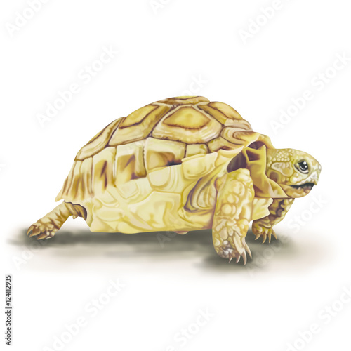 Tortoise