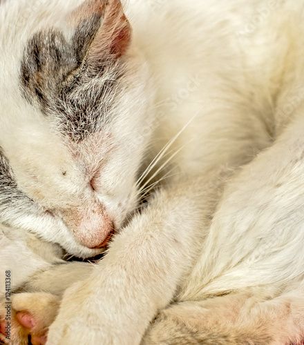 Closeup face of white cat is sleeping
