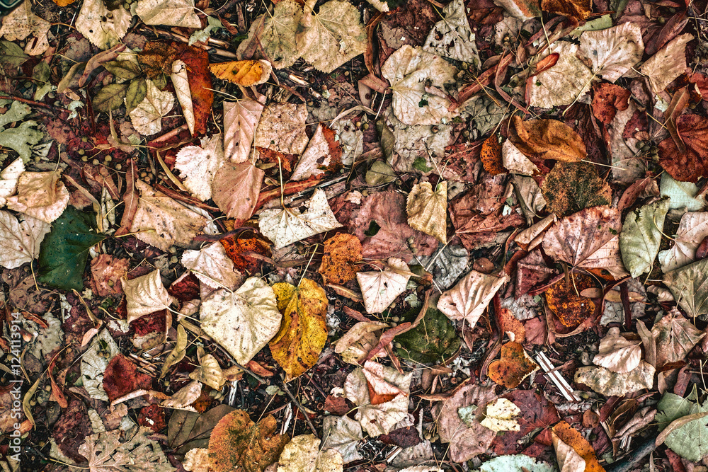 Colorful autumn background top view Colorful autumn background top view