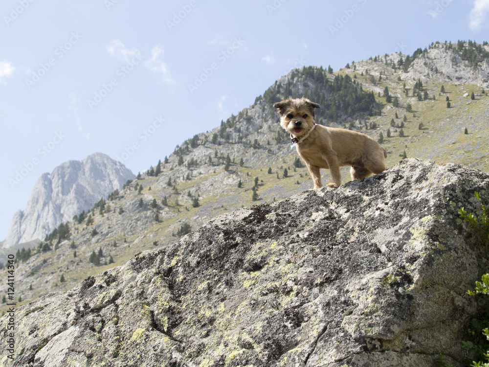Naklejka premium Perro subido en una roca en la montaña, Huesca, España