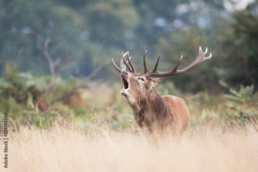 Fototapeta premium Red Deer, Deers, Cervus elaphus - Rut time.