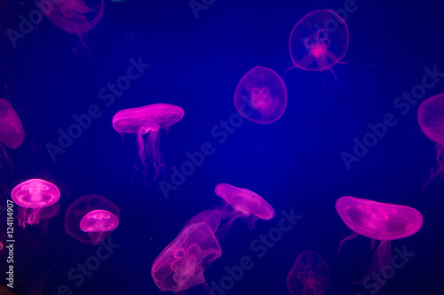 Soft focus of Jellyfish swimming over blue background