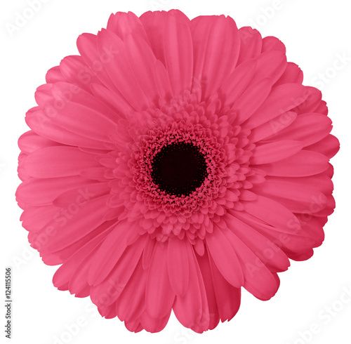 pink gerbera flower, white isolated background with clipping path. Nature. Closeup no shadows. © nadezhda F