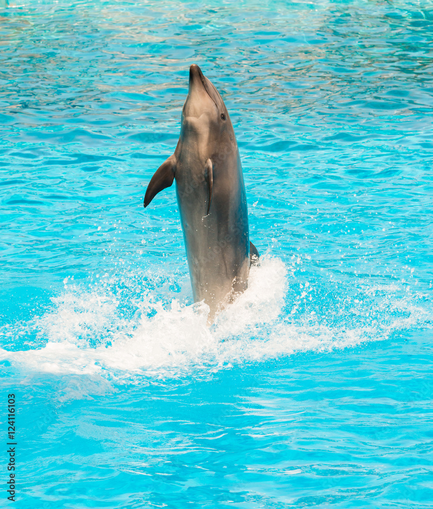 Naklejka premium A group of bottlenose dolphins performing a tail stand