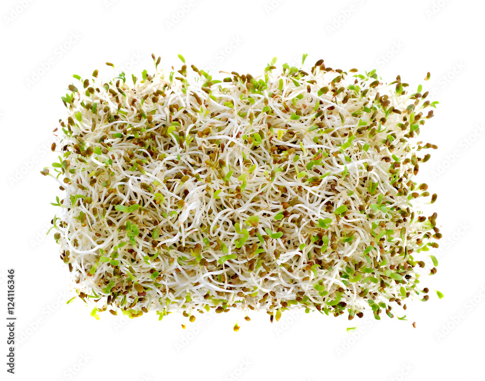 Sprouted alfalfa seeds isolated on a white background Sprouted alfalfa seeds isolated on a white background