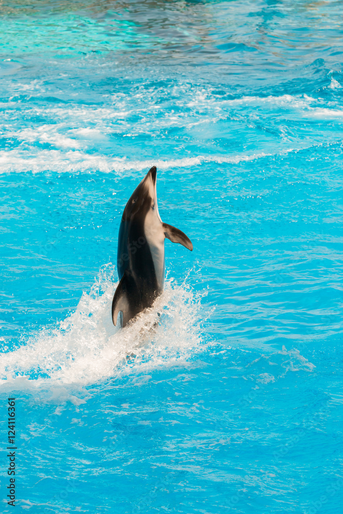 Obraz premium A group of bottlenose dolphins performing a tail stand