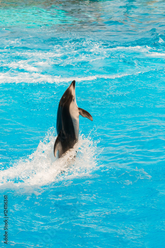 A group of bottlenose dolphins performing a tail stand