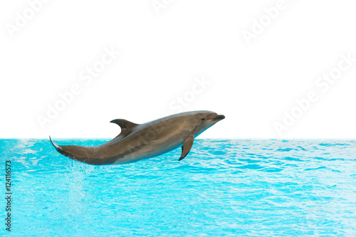 A group show of bottlenose dolphins performing a jump over water