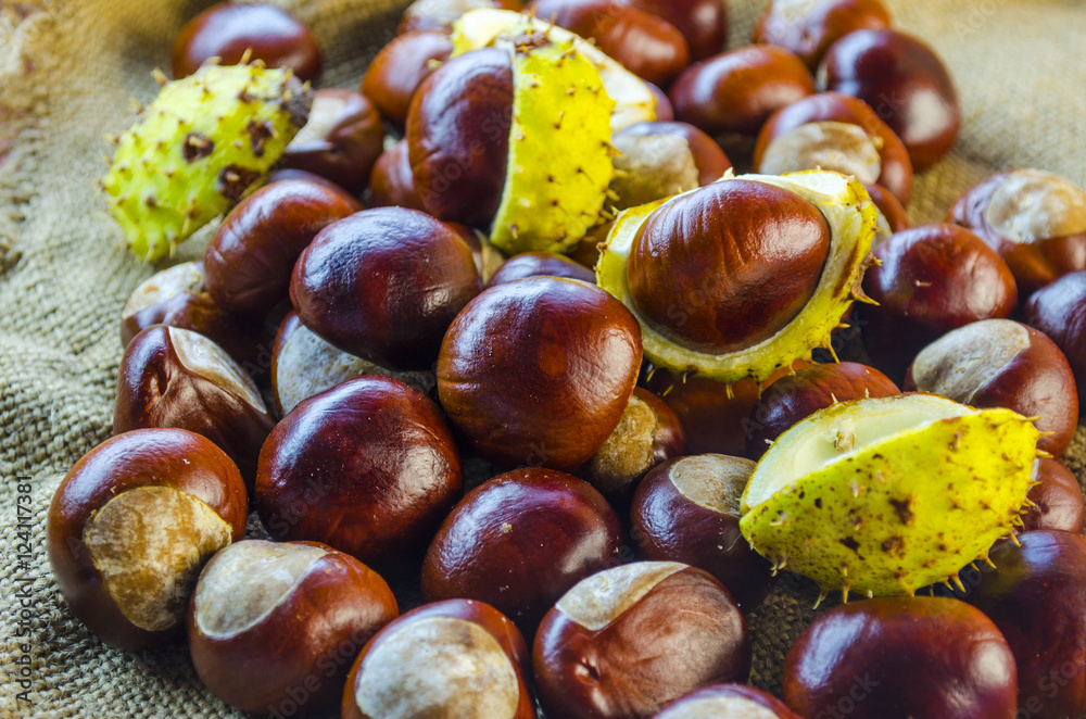 many chestnut closeup many chestnut closeup