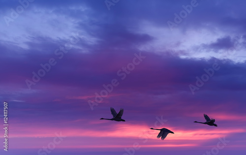 Beautiful sky on sunset or sunrise with flying birds natural bac