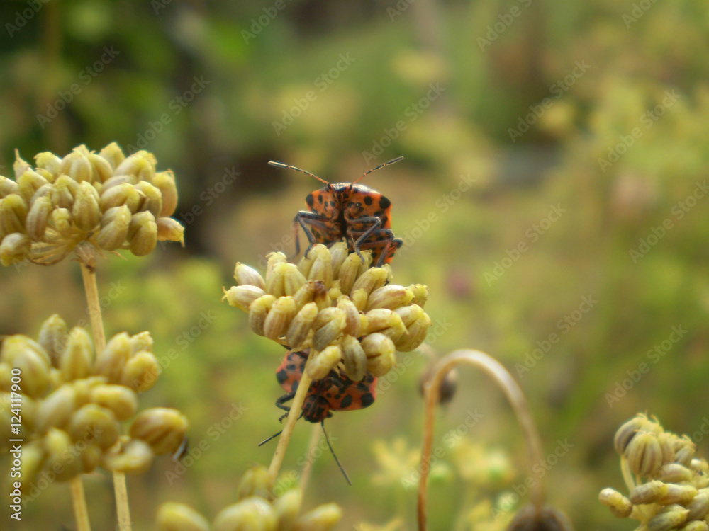 macro two insect sitting on a plant macro two insect sitting on a plant