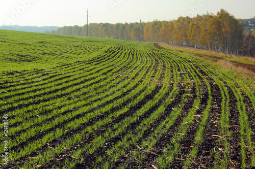 Green sprouts of wheat in autumn. Winter crops sown on the field