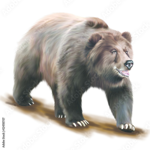 Bear