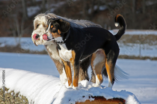 Fototapeta Naklejka Na Ścianę i Meble -  Bearded Collie and Entlebucher dog standing on a trunk