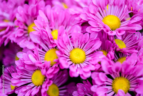 Colorful Zinnia Flower