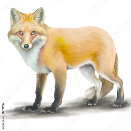 Fox