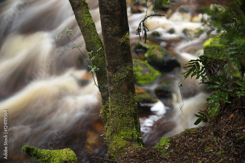 Newell creek is a magnificent fast running stream in Tasmania, Australia