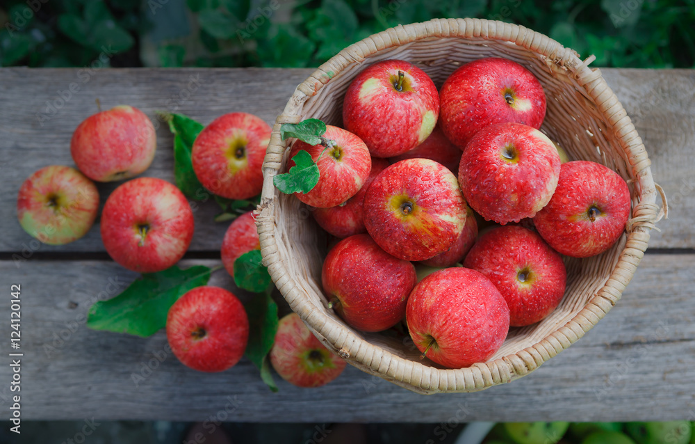 Basket with apples harvest in garden, top view Basket with apples harvest in garden, top view