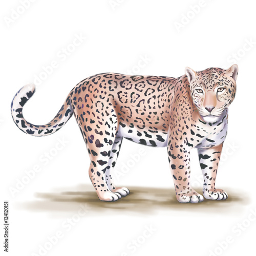 Leopard