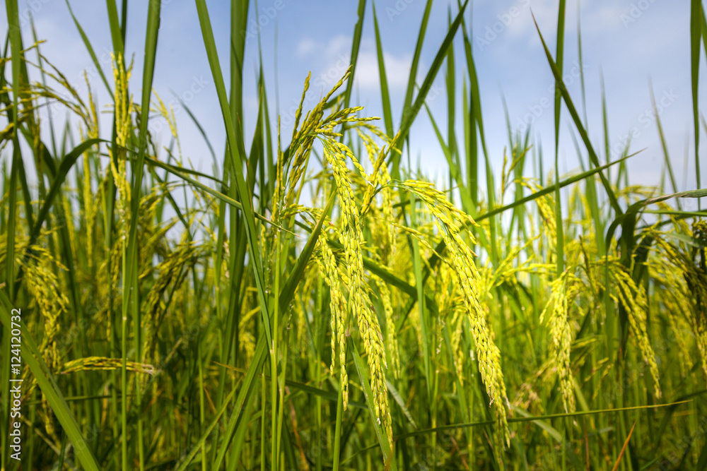 Fototapeta premium Rice spike in rice field