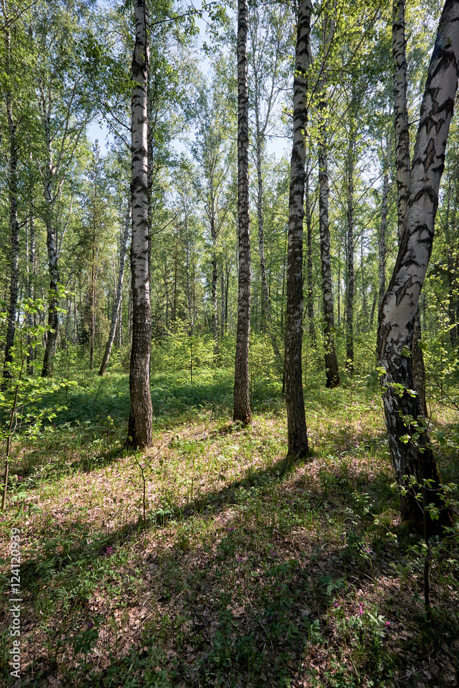 Birch forest at Spring time