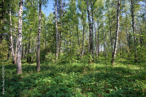 Birch forest at Spring time