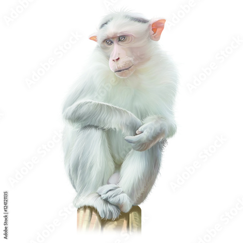 Monkey