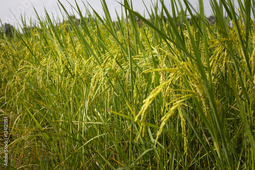 Rice spike in rice field