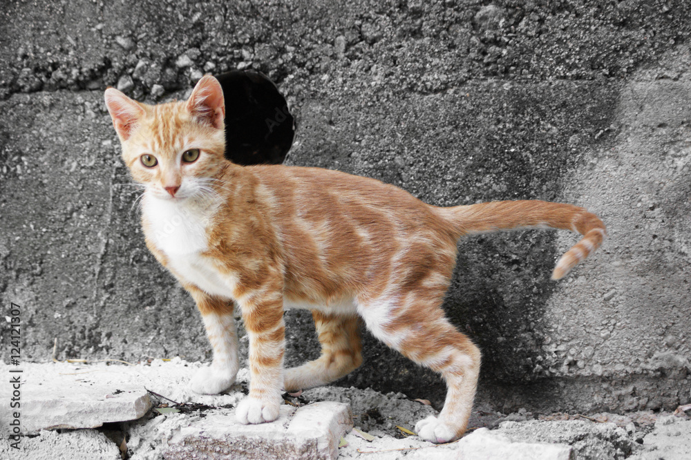 Ginger kitten by a concrete wall Ginger kitten by a concrete wall