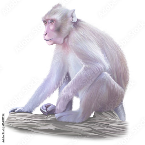 Monkey