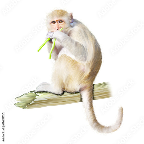 Monkey