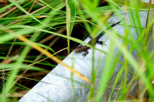 Small brown common lizard sitting on a galvanized metal tube between green vegetation in Denmark photo