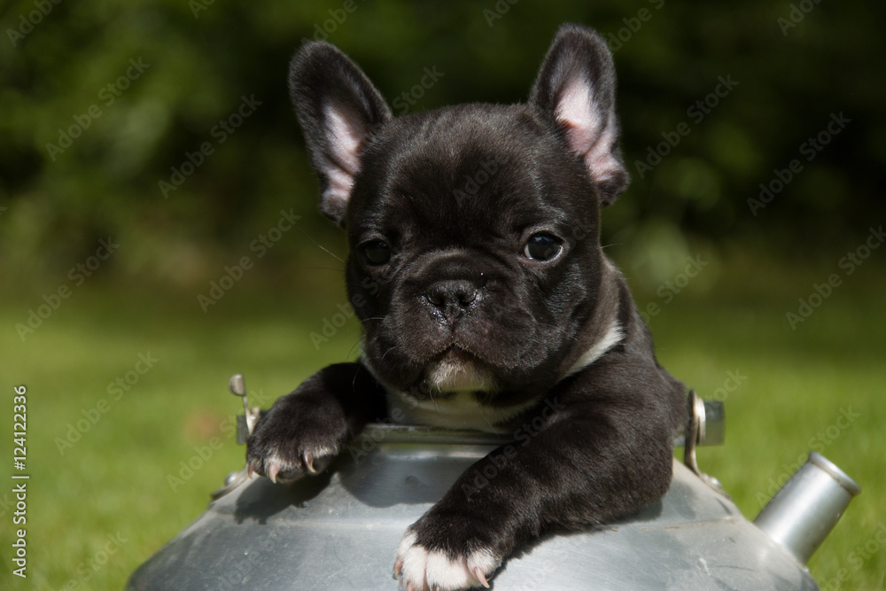 Black french bulldog puppy sitting in a pot