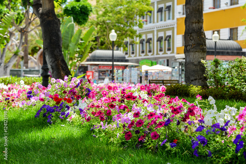 flowers in las palmas, gran canaria