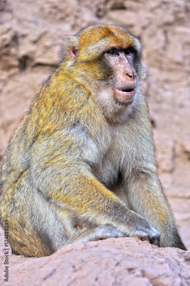 Barbary macaque at the Ouzoud falls in Morocc Barbary macaque at the Ouzoud falls in Morocc