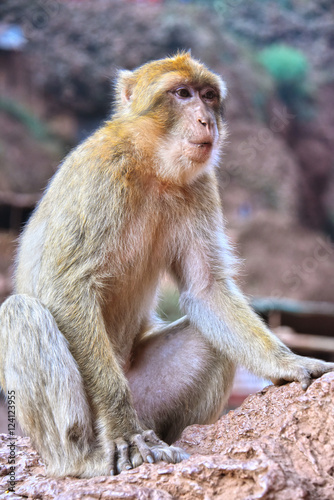 Barbary macaque at the Ouzoud falls in Morocc