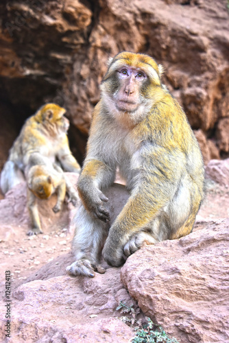 Barbary macaque at the Ouzoud falls in Morocc