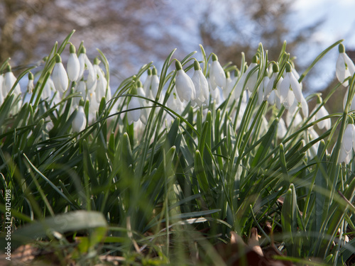 snowdrops spring photo