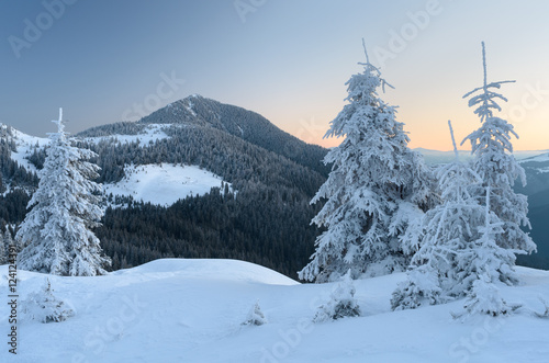 Winter landscape with spruce forest in the mountains © Oleksandr Kotenko