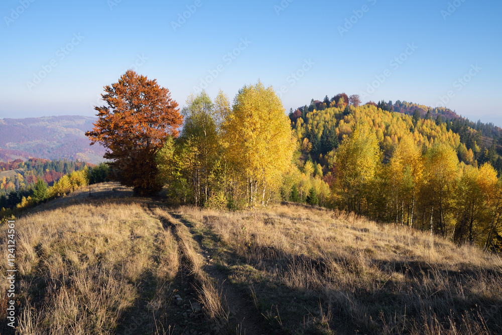 Fototapeta premium Autumn landscape with a road in the dry grass